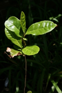 Our Camellia Sinensis plant slowly recovering after the harsh winter.