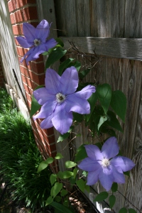 Just had to brag about the clematis!