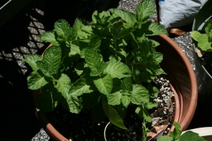 Our spearmint almost ready for another harvest! 